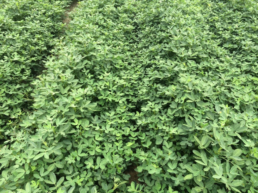 Figure 5. Pods and foliage of the variety Sullivan planted May 8 at Whiteville with image recorded August 28