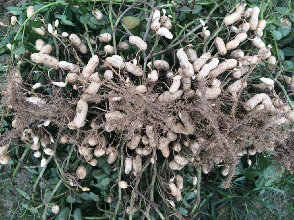 Figure 6. Pods and foliage of the variety Wynne planted May 8 at Whiteville with image recorded August 28
