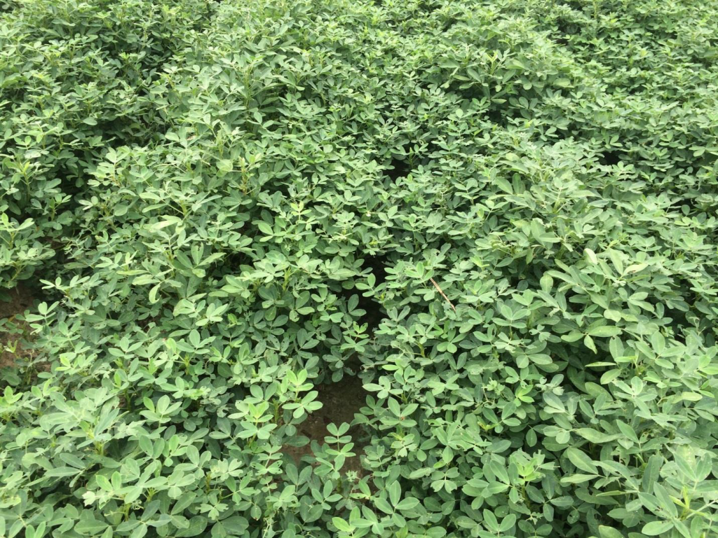 Figure 7. Pods and foliage of the variety Wynne planted May 8 at Whiteville with image recorded August 28
