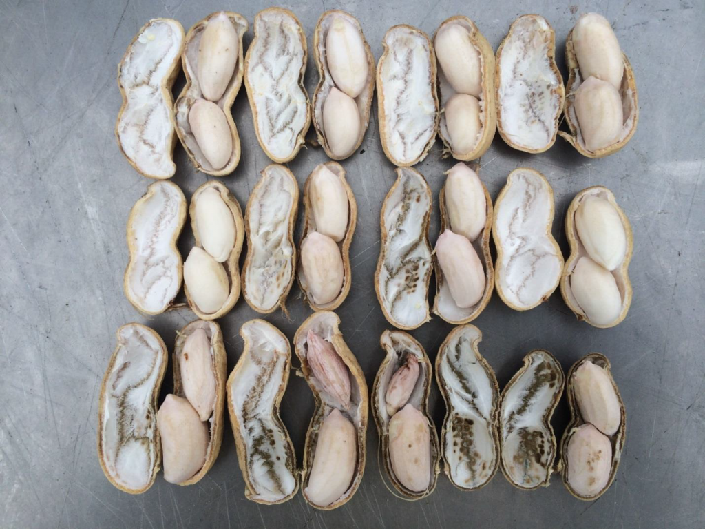 Figure 8. Pod and kernel development from Bailey (top row), Sullivan (middle row) and Wynne (bottom row) planted May 8 at Whiteville with image recorded August 28