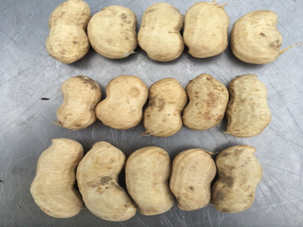 Figure 9. Pod and kernel development from Bailey (top row), Sullivan (middle row) and Wynne (bottom row) planted May 8 at Whiteville with image recorded August 28