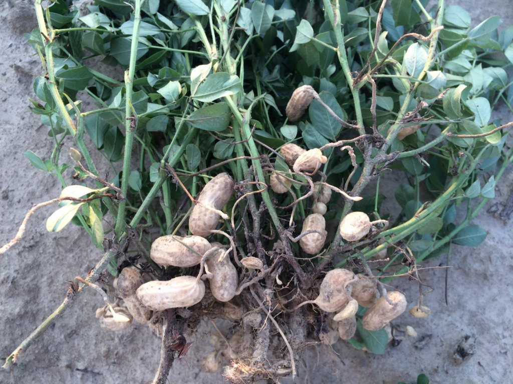 Figures 10. Pod set on plants and vines from Rocky Mount growing under moderate drought stress on August 29