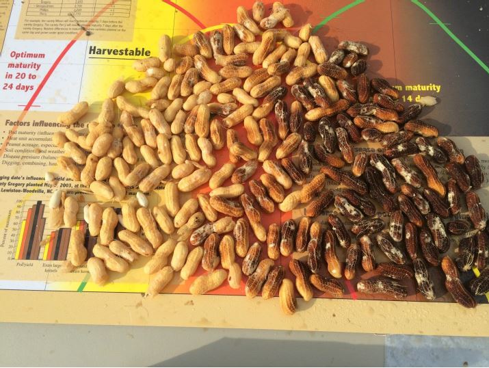 Figure 2. Pod maturity profile from Lewiston-Woodville, NC for the Virginia market type variety Bailey planted May 18 with image recorded September 10 with a projected digging date of September 28.