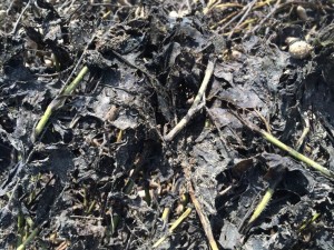 Degrading of vines after peanut remained in the field for 3 weeks under wet and cloudy conditions following digging.
