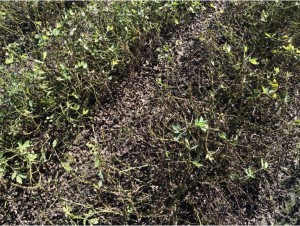 Canopy defoliation caused by late leaf spot in fields where digging was been delayed due to wet soils and late-season fungicide was not applied.