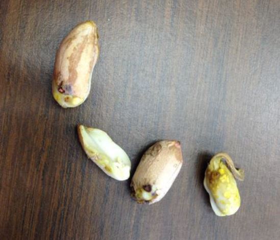 Damaged kernels caused by burrower bug in South Carolina. Photo provided by Billy Barrow, Golden Peanut Company.