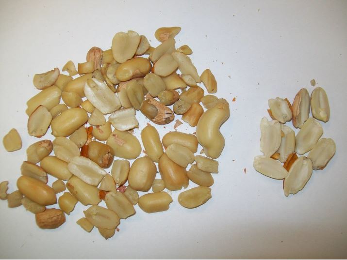 Freeze damaged peanut. Photo provided by Ronnie Wynn, NCDA&CS.