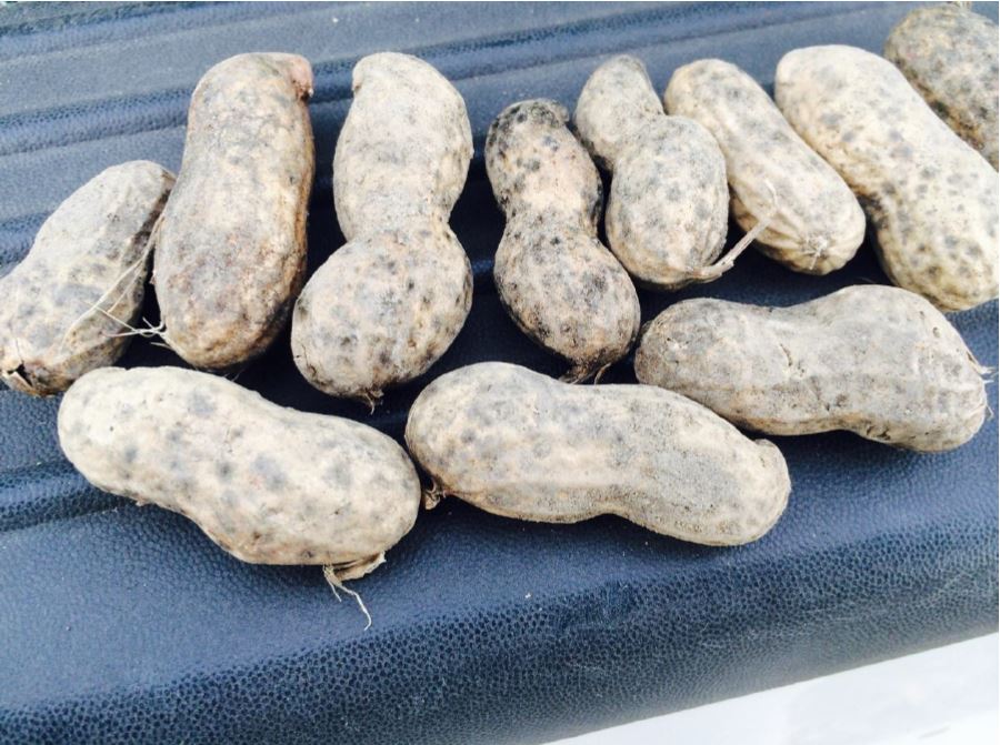 Discolored shells of peanut remaining in the field for 2 to 3 weeks under warm and rainy conditions were common in the V-C region during 2015. Approximately 30% of the crop contained discolored shells at some level.