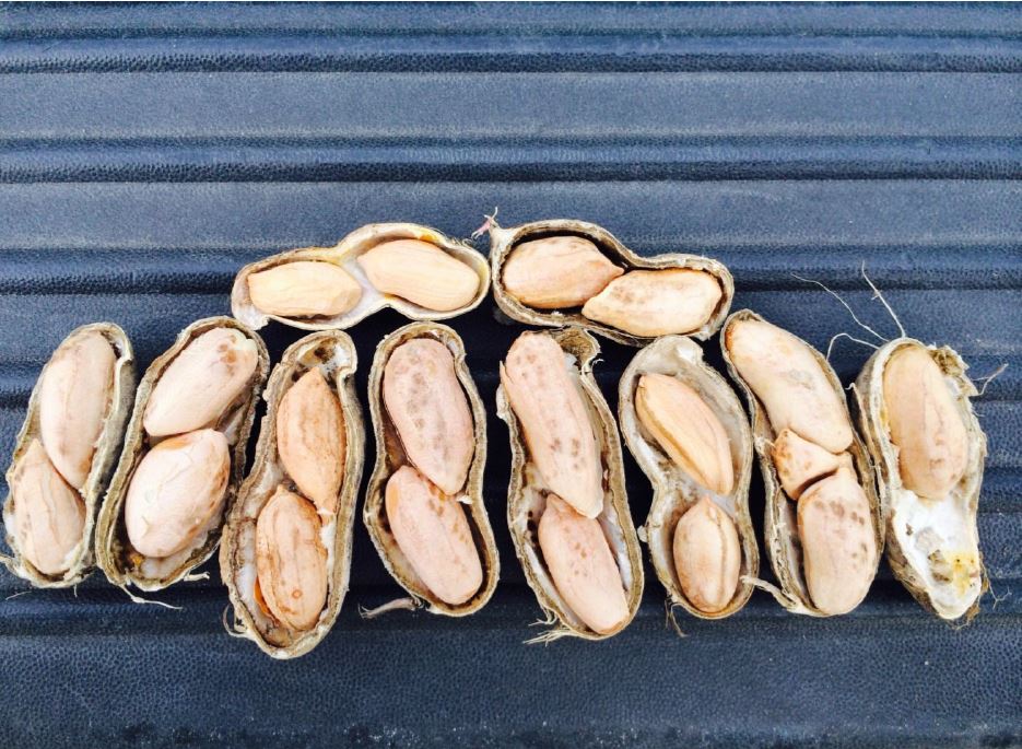 Poor quality was common for some of the shelled peanut crop in the V-C region. Damage was high in some areas depending on digging and harvesting relative to rainfall.