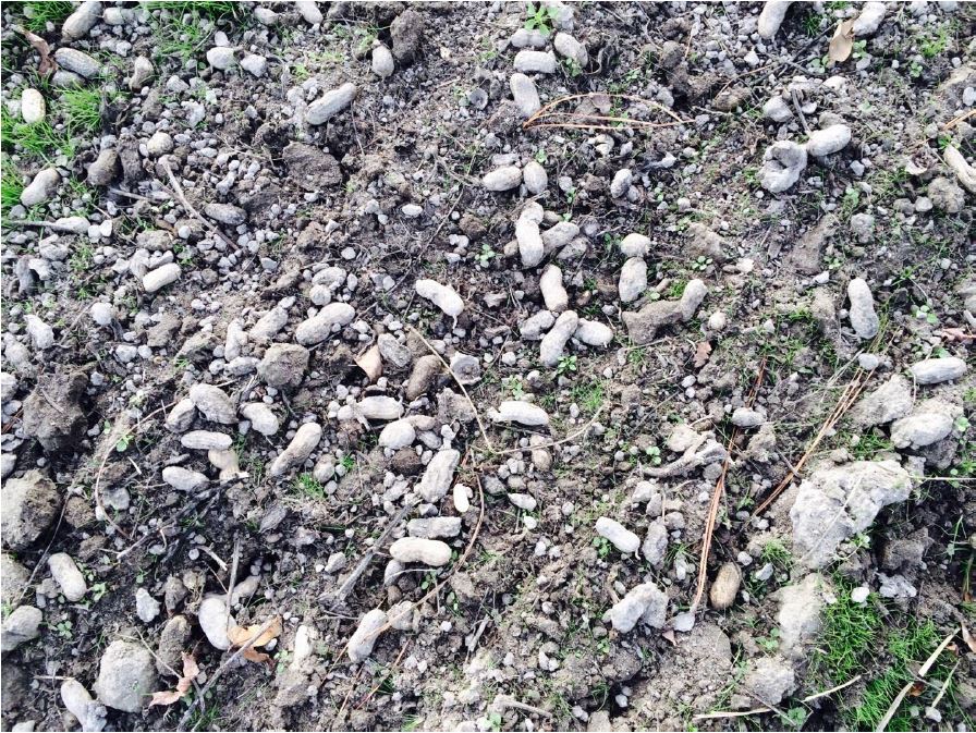 Pod loss was excessive in some fields, especially when peanut remained in the field for 3 to 4 weeks after digging prior to threshing.