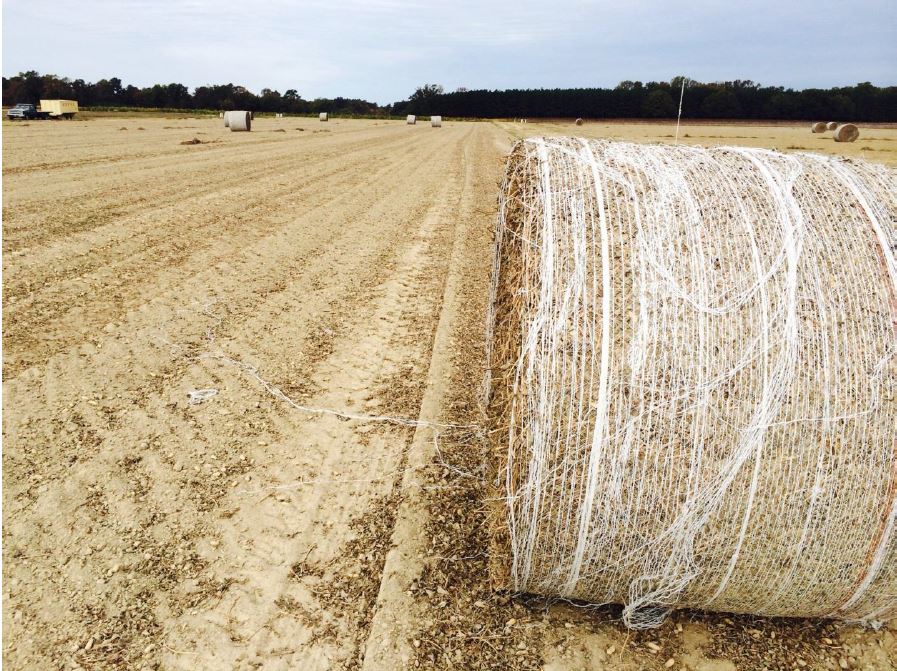 Some growers experienced ideal conditions in October to dig and harvest peanuts and remove peanut hay without adverse weather. These growers experienced high yields and quality because they were able to efficiently harvest peanut.