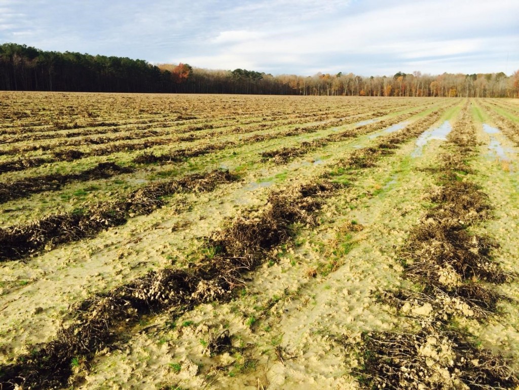 Peanut remaining in the field during 2015 after digging but before harvesting