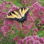 Swallowtail butterfly on joe pye weed