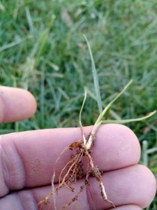 Root of young tall fescue grass