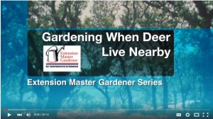 Video-Gardening-With-Deer