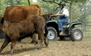 atv_cattle