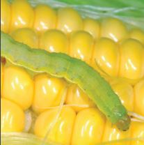 Cover photo for Updated for 2016 - Southeastern U.S. Vegetable Crop Handbook