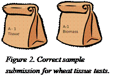 correct sampling wheat