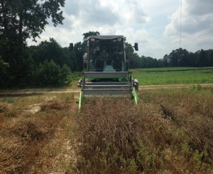 harvesting peas