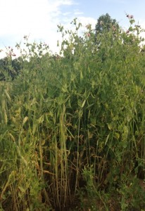 high biomass pea and wheat