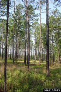 longleaf