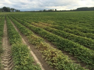 Sporadic spider mite infestation in peanut under hot and dry conditions