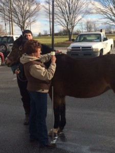 pony measuring