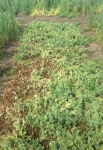 Sclerotinia pressure in winter pea