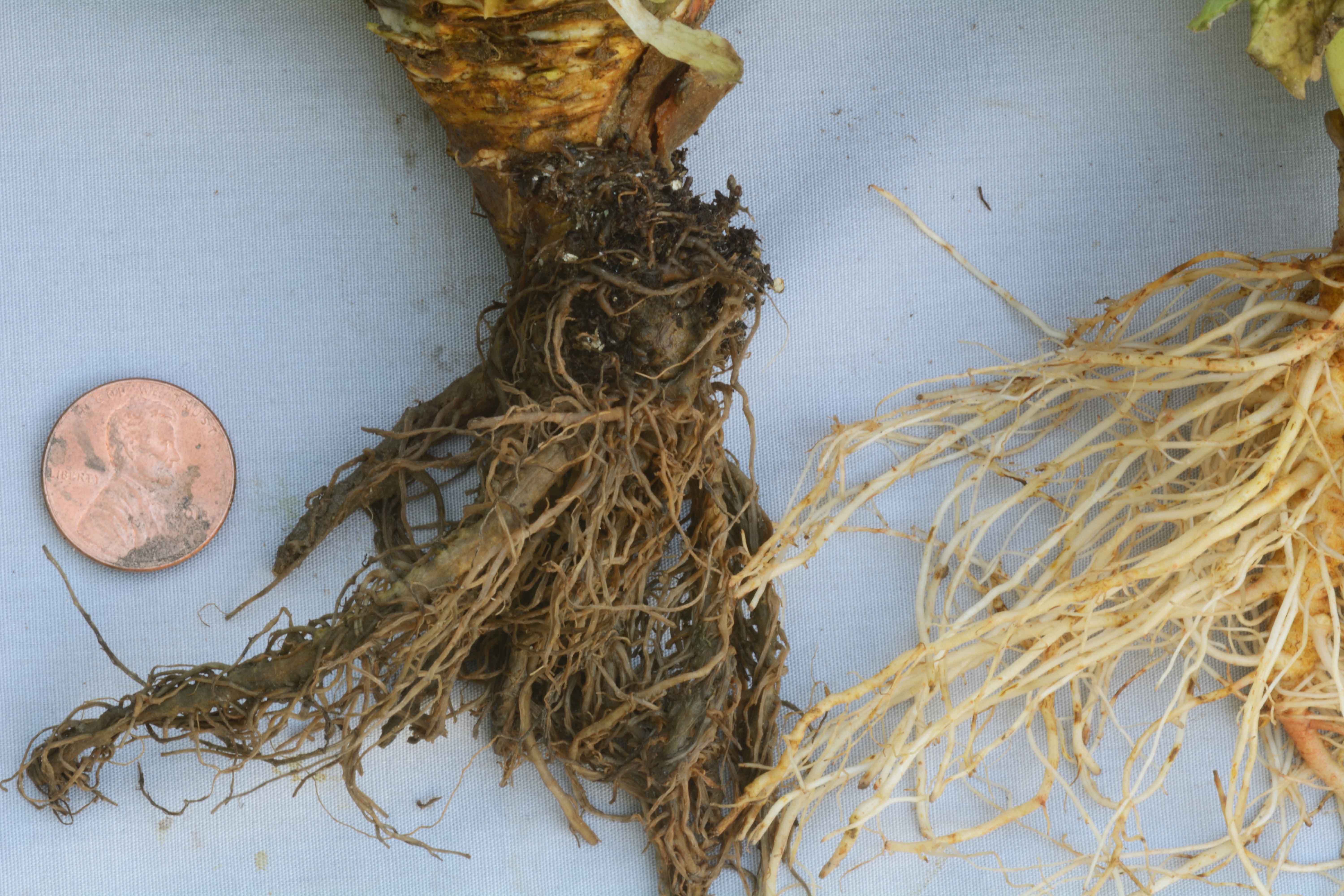 Healthy Roots should be white and should not smell. The lettuce roots on the left has root rot. As you can see, the healthy lettuce root is a pearly white color. 