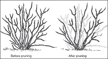 Diagram of blueberry pruning