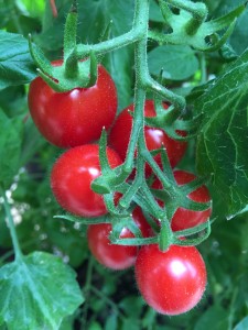 Cover photo for 2016 Fungicide Spray Guide for Tomato in North Carolina