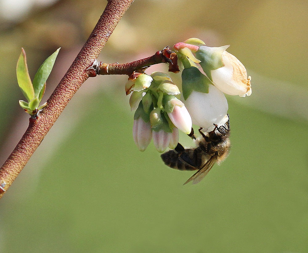 Honey bee on blueberry bloom. Photo by Debbie Roos.