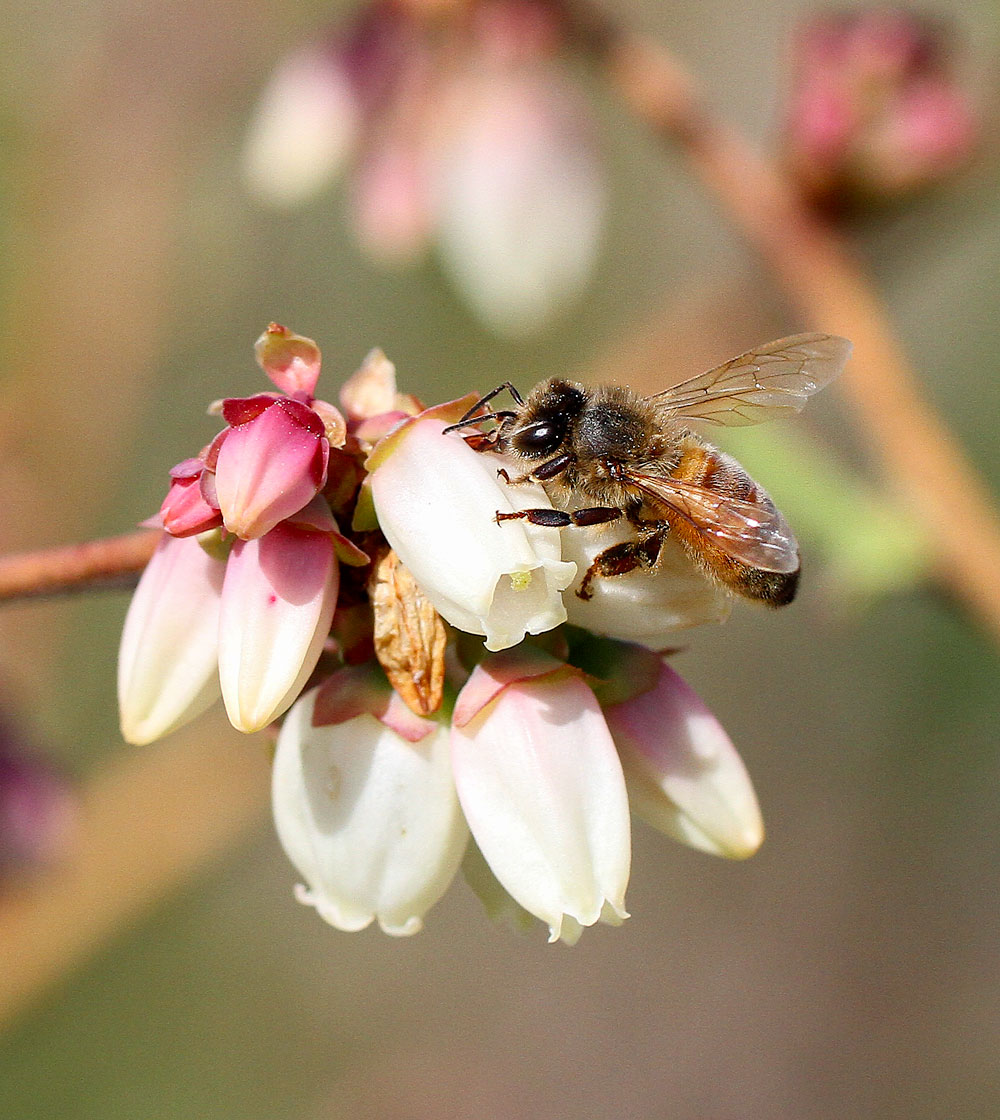 Honey bee robbing nectar from a blueberry bloom. Photo by Debbie Roos.
