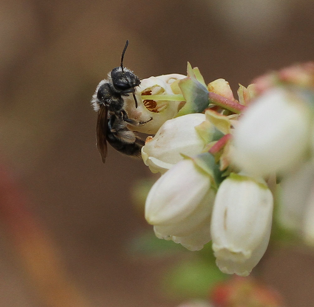 Mining bee on blueberry bloom. Photo by Debbie Roos.