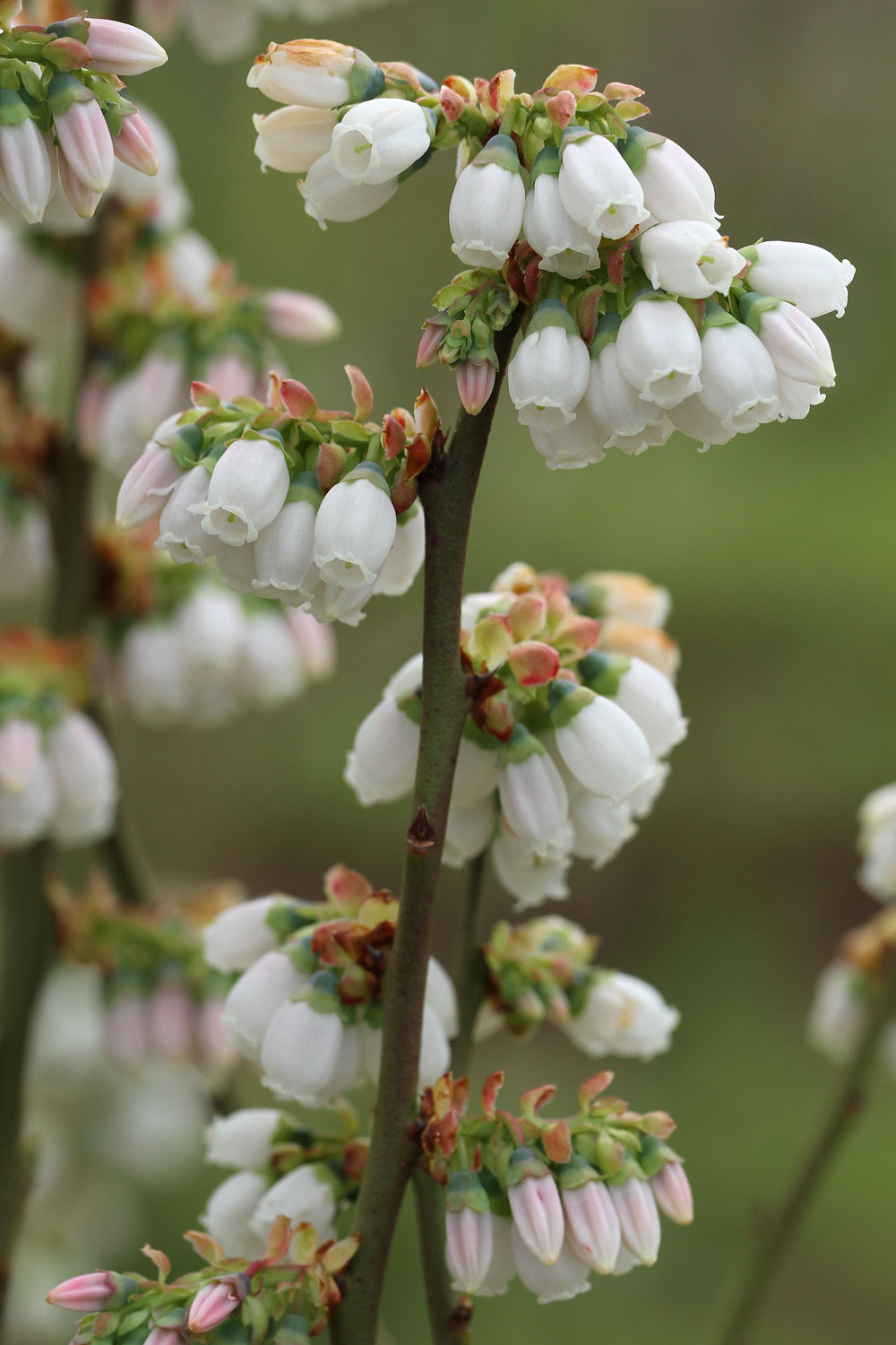Blueberry blooms. Photo by Debbie Roos.
