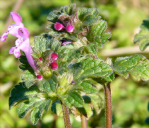 3. Henbit