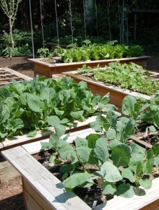 Raised beds