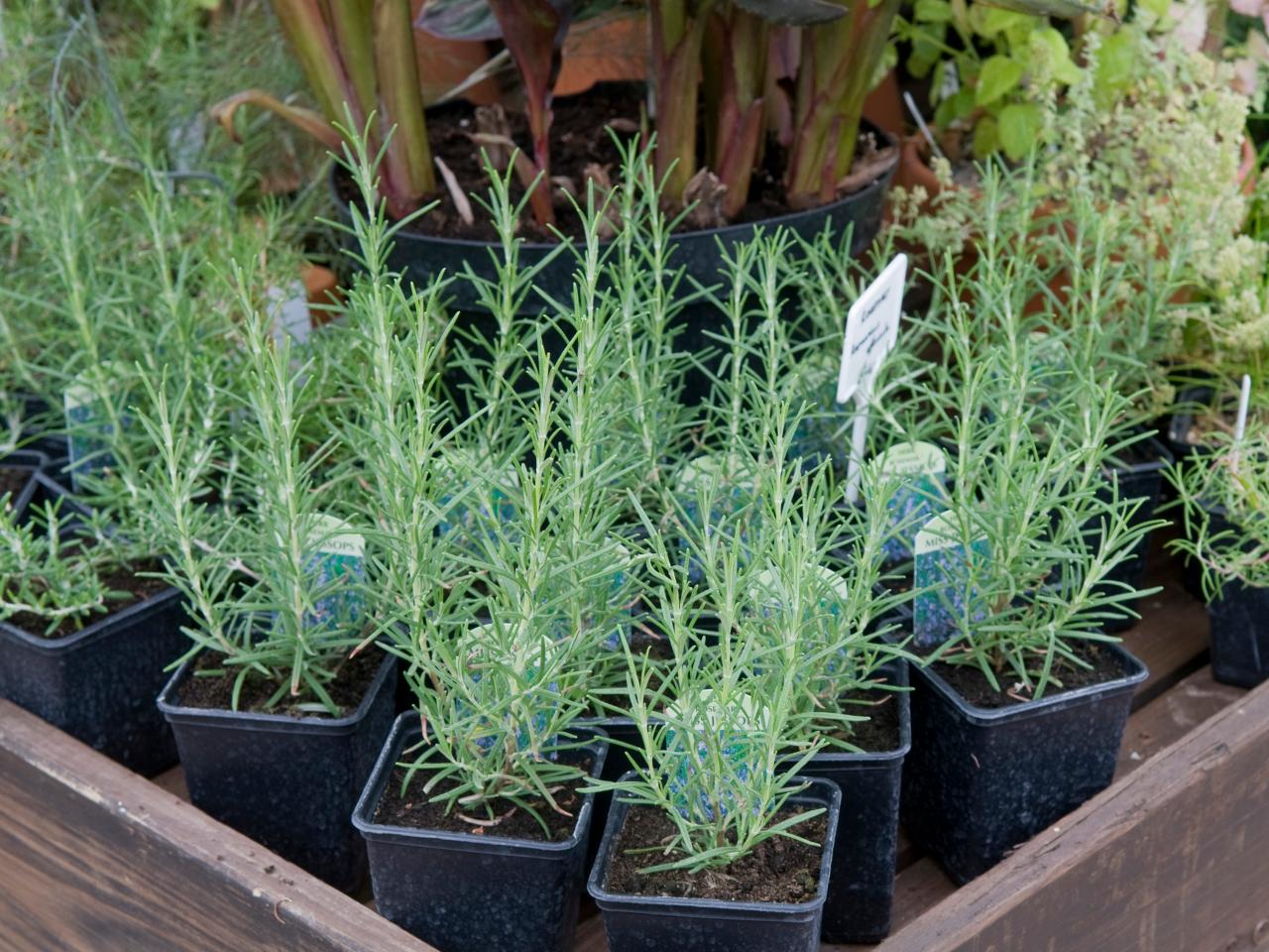 Know what it is that you're wanting to plant before you buy always help you when growing anything in the garden. Knowing your the space and amount of sunlight it receive can help you choosing the right size plant.