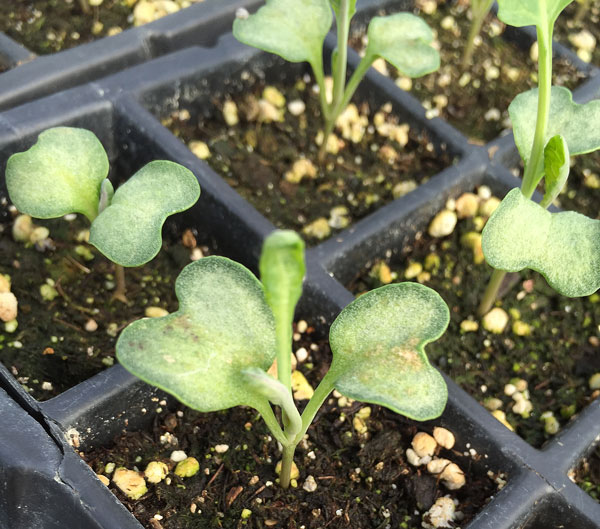 brassica seedlings