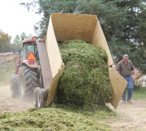 feeding soybeans