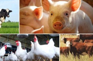 Cover photo for Adverse Weather Preparedness for Livestock