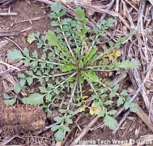 13. Virginia pepperweed