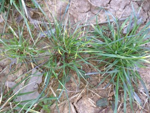 2. Italian ryegrass