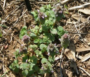 4. Purple deadnettle