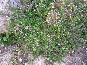 5. Common chickweed