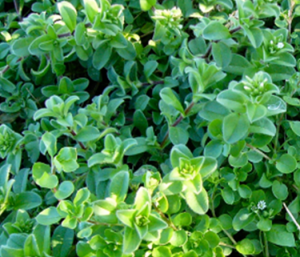 6. Mouseear chickweed