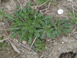 7. Cutleaf eveningprimrose