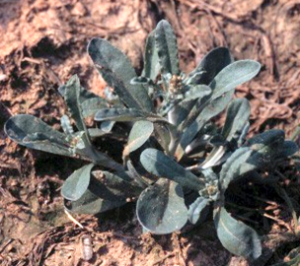 8. Cudweed