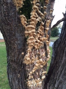 fungus on a red maple.