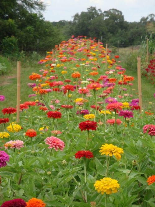 rita-anders-zinnia